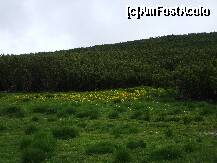[P20] Jnepenis vara la Piatra Arsa » foto by Lumis66
 - 
<span class="allrVoted glyphicon glyphicon-heart hidden" id="av274968"></span>
<a class="m-l-10 hidden" id="sv274968" onclick="voting_Foto_DelVot(,274968,2837)" role="button">șterge vot <span class="glyphicon glyphicon-remove"></span></a>
<a id="v9274968" class=" c-red"  onclick="voting_Foto_SetVot(274968)" role="button"><span class="glyphicon glyphicon-heart-empty"></span> <b>LIKE</b> = Votează poza</a> <img class="hidden"  id="f274968W9" src="/imagini/loader.gif" border="0" /><span class="AjErrMes hidden" id="e274968ErM"></span>