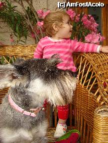 [P01] Catelul care se plimba prin sala de mese probabil ca a scapat nesupravegheat: Cookie, catelusa noastra, un Schnauzer Pitic » foto by Casa Blanca
 - 
<span class="allrVoted glyphicon glyphicon-heart hidden" id="av208340"></span>
<a class="m-l-10 hidden" id="sv208340" onclick="voting_Foto_DelVot(,208340,2871)" role="button">șterge vot <span class="glyphicon glyphicon-remove"></span></a>
<a id="v9208340" class=" c-red"  onclick="voting_Foto_SetVot(208340)" role="button"><span class="glyphicon glyphicon-heart-empty"></span> <b>LIKE</b> = Votează poza</a> <img class="hidden"  id="f208340W9" src="/imagini/loader.gif" border="0" /><span class="AjErrMes hidden" id="e208340ErM"></span>