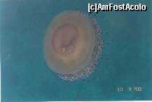 [P09] Era plin de astfel de meduze in unele locuri din mare la Paralia. » foto by presario
 - 
<span class="allrVoted glyphicon glyphicon-heart hidden" id="av135096"></span>
<a class="m-l-10 hidden" id="sv135096" onclick="voting_Foto_DelVot(,135096,4299)" role="button">șterge vot <span class="glyphicon glyphicon-remove"></span></a>
<a id="v9135096" class=" c-red"  onclick="voting_Foto_SetVot(135096)" role="button"><span class="glyphicon glyphicon-heart-empty"></span> <b>LIKE</b> = Votează poza</a> <img class="hidden"  id="f135096W9" src="/imagini/loader.gif" border="0" /><span class="AjErrMes hidden" id="e135096ErM"></span>