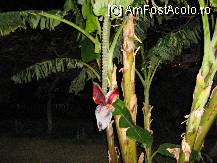 [P02] bananul din gradina hotelului » foto by bubica*
 - 
<span class="allrVoted glyphicon glyphicon-heart hidden" id="av9395"></span>
<a class="m-l-10 hidden" id="sv9395" onclick="voting_Foto_DelVot(,9395,721)" role="button">șterge vot <span class="glyphicon glyphicon-remove"></span></a>
<a id="v99395" class=" c-red"  onclick="voting_Foto_SetVot(9395)" role="button"><span class="glyphicon glyphicon-heart-empty"></span> <b>LIKE</b> = Votează poza</a> <img class="hidden"  id="f9395W9" src="/imagini/loader.gif" border="0" /><span class="AjErrMes hidden" id="e9395ErM"></span>