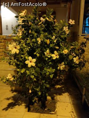 [P32] Batihan - flori in cartierul de vile » foto by GOTHIC68
 - 
<span class="allrVoted glyphicon glyphicon-heart hidden" id="av1019728"></span>
<a class="m-l-10 hidden" id="sv1019728" onclick="voting_Foto_DelVot(,1019728,20)" role="button">șterge vot <span class="glyphicon glyphicon-remove"></span></a>
<a id="v91019728" class=" c-red"  onclick="voting_Foto_SetVot(1019728)" role="button"><span class="glyphicon glyphicon-heart-empty"></span> <b>LIKE</b> = Votează poza</a> <img class="hidden"  id="f1019728W9" src="/imagini/loader.gif" border="0" /><span class="AjErrMes hidden" id="e1019728ErM"></span>