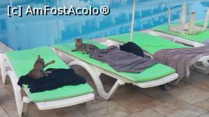 [P45] Batihan - la siesta, pisicile erau prezente... bucuria copiilor » foto by GOTHIC68
 - 
<span class="allrVoted glyphicon glyphicon-heart hidden" id="av1019741"></span>
<a class="m-l-10 hidden" id="sv1019741" onclick="voting_Foto_DelVot(,1019741,20)" role="button">șterge vot <span class="glyphicon glyphicon-remove"></span></a>
<a id="v91019741" class=" c-red"  onclick="voting_Foto_SetVot(1019741)" role="button"><span class="glyphicon glyphicon-heart-empty"></span> <b>LIKE</b> = Votează poza</a> <img class="hidden"  id="f1019741W9" src="/imagini/loader.gif" border="0" /><span class="AjErrMes hidden" id="e1019741ErM"></span>