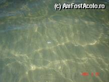 [P10] Apa marii » foto by neapuiu
 - 
<span class="allrVoted glyphicon glyphicon-heart hidden" id="av10132"></span>
<a class="m-l-10 hidden" id="sv10132" onclick="voting_Foto_DelVot(,10132,226)" role="button">șterge vot <span class="glyphicon glyphicon-remove"></span></a>
<a id="v910132" class=" c-red"  onclick="voting_Foto_SetVot(10132)" role="button"><span class="glyphicon glyphicon-heart-empty"></span> <b>LIKE</b> = Votează poza</a> <img class="hidden"  id="f10132W9" src="/imagini/loader.gif" border="0" /><span class="AjErrMes hidden" id="e10132ErM"></span>