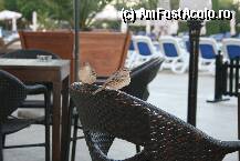 [P06] oapseti de seama ai hotelului :) » foto by danyepz
 - 
<span class="allrVoted glyphicon glyphicon-heart hidden" id="av24626"></span>
<a class="m-l-10 hidden" id="sv24626" onclick="voting_Foto_DelVot(,24626,349)" role="button">șterge vot <span class="glyphicon glyphicon-remove"></span></a>
<a id="v924626" class=" c-red"  onclick="voting_Foto_SetVot(24626)" role="button"><span class="glyphicon glyphicon-heart-empty"></span> <b>LIKE</b> = Votează poza</a> <img class="hidden"  id="f24626W9" src="/imagini/loader.gif" border="0" /><span class="AjErrMes hidden" id="e24626ErM"></span>