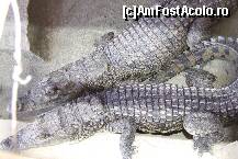[P23] crocodili ....de grupa mare » foto by nicoletass
 - 
<span class="allrVoted glyphicon glyphicon-heart hidden" id="av191836"></span>
<a class="m-l-10 hidden" id="sv191836" onclick="voting_Foto_DelVot(,191836,351)" role="button">șterge vot <span class="glyphicon glyphicon-remove"></span></a>
<a id="v9191836" class=" c-red"  onclick="voting_Foto_SetVot(191836)" role="button"><span class="glyphicon glyphicon-heart-empty"></span> <b>LIKE</b> = Votează poza</a> <img class="hidden"  id="f191836W9" src="/imagini/loader.gif" border="0" /><span class="AjErrMes hidden" id="e191836ErM"></span>