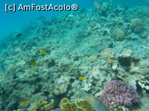 [P17] Paradise Island Plus - peisaj subacvatic » foto by nicole33
 - 
<span class="allrVoted glyphicon glyphicon-heart hidden" id="av1028034"></span>
<a class="m-l-10 hidden" id="sv1028034" onclick="voting_Foto_DelVot(,1028034,371)" role="button">șterge vot <span class="glyphicon glyphicon-remove"></span></a>
<a id="v91028034" class=" c-red"  onclick="voting_Foto_SetVot(1028034)" role="button"><span class="glyphicon glyphicon-heart-empty"></span> <b>LIKE</b> = Votează poza</a> <img class="hidden"  id="f1028034W9" src="/imagini/loader.gif" border="0" /><span class="AjErrMes hidden" id="e1028034ErM"></span>