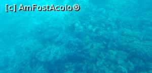 [P26] Paradise Island Plus - lumea adâncurilor văzută prin hublou » foto by nicole33
 - 
<span class="allrVoted glyphicon glyphicon-heart hidden" id="av1028043"></span>
<a class="m-l-10 hidden" id="sv1028043" onclick="voting_Foto_DelVot(,1028043,371)" role="button">șterge vot <span class="glyphicon glyphicon-remove"></span></a>
<a id="v91028043" class=" c-red"  onclick="voting_Foto_SetVot(1028043)" role="button"><span class="glyphicon glyphicon-heart-empty"></span> <b>LIKE</b> = Votează poza</a> <img class="hidden"  id="f1028043W9" src="/imagini/loader.gif" border="0" /><span class="AjErrMes hidden" id="e1028043ErM"></span>