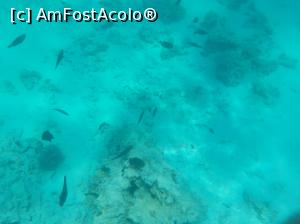 [P48] Paradise Island Plus - lumea subacvatică - snorkeling » foto by nicole33
 - 
<span class="allrVoted glyphicon glyphicon-heart hidden" id="av1028065"></span>
<a class="m-l-10 hidden" id="sv1028065" onclick="voting_Foto_DelVot(,1028065,371)" role="button">șterge vot <span class="glyphicon glyphicon-remove"></span></a>
<a id="v91028065" class=" c-red"  onclick="voting_Foto_SetVot(1028065)" role="button"><span class="glyphicon glyphicon-heart-empty"></span> <b>LIKE</b> = Votează poza</a> <img class="hidden"  id="f1028065W9" src="/imagini/loader.gif" border="0" /><span class="AjErrMes hidden" id="e1028065ErM"></span>