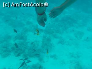 [P49] Paradise Island Plus - lumea subacvatică - snorkeling » foto by nicole33
 - 
<span class="allrVoted glyphicon glyphicon-heart hidden" id="av1028066"></span>
<a class="m-l-10 hidden" id="sv1028066" onclick="voting_Foto_DelVot(,1028066,371)" role="button">șterge vot <span class="glyphicon glyphicon-remove"></span></a>
<a id="v91028066" class=" c-red"  onclick="voting_Foto_SetVot(1028066)" role="button"><span class="glyphicon glyphicon-heart-empty"></span> <b>LIKE</b> = Votează poza</a> <img class="hidden"  id="f1028066W9" src="/imagini/loader.gif" border="0" /><span class="AjErrMes hidden" id="e1028066ErM"></span>