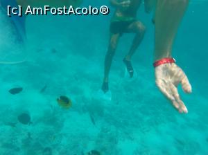 [P50] Paradise Island Plus - lumea subacvatică - snorkeling » foto by nicole33
 - 
<span class="allrVoted glyphicon glyphicon-heart hidden" id="av1028067"></span>
<a class="m-l-10 hidden" id="sv1028067" onclick="voting_Foto_DelVot(,1028067,371)" role="button">șterge vot <span class="glyphicon glyphicon-remove"></span></a>
<a id="v91028067" class=" c-red"  onclick="voting_Foto_SetVot(1028067)" role="button"><span class="glyphicon glyphicon-heart-empty"></span> <b>LIKE</b> = Votează poza</a> <img class="hidden"  id="f1028067W9" src="/imagini/loader.gif" border="0" /><span class="AjErrMes hidden" id="e1028067ErM"></span>