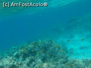 [P51] Paradise Island Plus - lumea subacvatică - snorkeling » foto by nicole33
 - 
<span class="allrVoted glyphicon glyphicon-heart hidden" id="av1028068"></span>
<a class="m-l-10 hidden" id="sv1028068" onclick="voting_Foto_DelVot(,1028068,371)" role="button">șterge vot <span class="glyphicon glyphicon-remove"></span></a>
<a id="v91028068" class=" c-red"  onclick="voting_Foto_SetVot(1028068)" role="button"><span class="glyphicon glyphicon-heart-empty"></span> <b>LIKE</b> = Votează poza</a> <img class="hidden"  id="f1028068W9" src="/imagini/loader.gif" border="0" /><span class="AjErrMes hidden" id="e1028068ErM"></span>