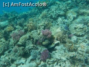 [P52] Paradise Island Plus - lumea subacvatică - snorkeling » foto by nicole33
 - 
<span class="allrVoted glyphicon glyphicon-heart hidden" id="av1028069"></span>
<a class="m-l-10 hidden" id="sv1028069" onclick="voting_Foto_DelVot(,1028069,371)" role="button">șterge vot <span class="glyphicon glyphicon-remove"></span></a>
<a id="v91028069" class=" c-red"  onclick="voting_Foto_SetVot(1028069)" role="button"><span class="glyphicon glyphicon-heart-empty"></span> <b>LIKE</b> = Votează poza</a> <img class="hidden"  id="f1028069W9" src="/imagini/loader.gif" border="0" /><span class="AjErrMes hidden" id="e1028069ErM"></span>