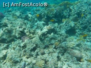 [P53] Paradise Island Plus - lumea subacvatică - snorkeling » foto by nicole33
 - 
<span class="allrVoted glyphicon glyphicon-heart hidden" id="av1028070"></span>
<a class="m-l-10 hidden" id="sv1028070" onclick="voting_Foto_DelVot(,1028070,371)" role="button">șterge vot <span class="glyphicon glyphicon-remove"></span></a>
<a id="v91028070" class=" c-red"  onclick="voting_Foto_SetVot(1028070)" role="button"><span class="glyphicon glyphicon-heart-empty"></span> <b>LIKE</b> = Votează poza</a> <img class="hidden"  id="f1028070W9" src="/imagini/loader.gif" border="0" /><span class="AjErrMes hidden" id="e1028070ErM"></span>