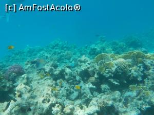 [P54] Paradise Island Plus - lumea subacvatică - snorkeling » foto by nicole33
 - 
<span class="allrVoted glyphicon glyphicon-heart hidden" id="av1028071"></span>
<a class="m-l-10 hidden" id="sv1028071" onclick="voting_Foto_DelVot(,1028071,371)" role="button">șterge vot <span class="glyphicon glyphicon-remove"></span></a>
<a id="v91028071" class=" c-red"  onclick="voting_Foto_SetVot(1028071)" role="button"><span class="glyphicon glyphicon-heart-empty"></span> <b>LIKE</b> = Votează poza</a> <img class="hidden"  id="f1028071W9" src="/imagini/loader.gif" border="0" /><span class="AjErrMes hidden" id="e1028071ErM"></span>