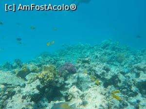 [P55] Paradise Island Plus - lumea subacvatică - snorkeling » foto by nicole33
 - 
<span class="allrVoted glyphicon glyphicon-heart hidden" id="av1028072"></span>
<a class="m-l-10 hidden" id="sv1028072" onclick="voting_Foto_DelVot(,1028072,371)" role="button">șterge vot <span class="glyphicon glyphicon-remove"></span></a>
<a id="v91028072" class=" c-red"  onclick="voting_Foto_SetVot(1028072)" role="button"><span class="glyphicon glyphicon-heart-empty"></span> <b>LIKE</b> = Votează poza</a> <img class="hidden"  id="f1028072W9" src="/imagini/loader.gif" border="0" /><span class="AjErrMes hidden" id="e1028072ErM"></span>