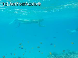 [P56] Paradise Island Plus - lumea subacvatică - snorkeling » foto by nicole33
 - 
<span class="allrVoted glyphicon glyphicon-heart hidden" id="av1028073"></span>
<a class="m-l-10 hidden" id="sv1028073" onclick="voting_Foto_DelVot(,1028073,371)" role="button">șterge vot <span class="glyphicon glyphicon-remove"></span></a>
<a id="v91028073" class=" c-red"  onclick="voting_Foto_SetVot(1028073)" role="button"><span class="glyphicon glyphicon-heart-empty"></span> <b>LIKE</b> = Votează poza</a> <img class="hidden"  id="f1028073W9" src="/imagini/loader.gif" border="0" /><span class="AjErrMes hidden" id="e1028073ErM"></span>