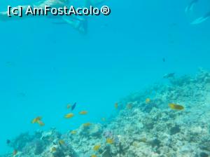 [P57] Paradise Island Plus - lumea subacvatică - snorkeling » foto by nicole33
 - 
<span class="allrVoted glyphicon glyphicon-heart hidden" id="av1028074"></span>
<a class="m-l-10 hidden" id="sv1028074" onclick="voting_Foto_DelVot(,1028074,371)" role="button">șterge vot <span class="glyphicon glyphicon-remove"></span></a>
<a id="v91028074" class=" c-red"  onclick="voting_Foto_SetVot(1028074)" role="button"><span class="glyphicon glyphicon-heart-empty"></span> <b>LIKE</b> = Votează poza</a> <img class="hidden"  id="f1028074W9" src="/imagini/loader.gif" border="0" /><span class="AjErrMes hidden" id="e1028074ErM"></span>