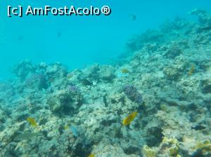 [P59] Paradise Island Plus - lumea subacvatică - snorkeling » foto by nicole33
 - 
<span class="allrVoted glyphicon glyphicon-heart hidden" id="av1028076"></span>
<a class="m-l-10 hidden" id="sv1028076" onclick="voting_Foto_DelVot(,1028076,371)" role="button">șterge vot <span class="glyphicon glyphicon-remove"></span></a>
<a id="v91028076" class=" c-red"  onclick="voting_Foto_SetVot(1028076)" role="button"><span class="glyphicon glyphicon-heart-empty"></span> <b>LIKE</b> = Votează poza</a> <img class="hidden"  id="f1028076W9" src="/imagini/loader.gif" border="0" /><span class="AjErrMes hidden" id="e1028076ErM"></span>