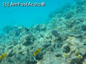 [P60] Paradise Island Plus - lumea subacvatică - snorkeling » foto by nicole33
 - 
<span class="allrVoted glyphicon glyphicon-heart hidden" id="av1028077"></span>
<a class="m-l-10 hidden" id="sv1028077" onclick="voting_Foto_DelVot(,1028077,371)" role="button">șterge vot <span class="glyphicon glyphicon-remove"></span></a>
<a id="v91028077" class=" c-red"  onclick="voting_Foto_SetVot(1028077)" role="button"><span class="glyphicon glyphicon-heart-empty"></span> <b>LIKE</b> = Votează poza</a> <img class="hidden"  id="f1028077W9" src="/imagini/loader.gif" border="0" /><span class="AjErrMes hidden" id="e1028077ErM"></span>