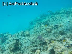 [P61] Paradise Island Plus - lumea subacvatică - snorkeling » foto by nicole33
 - 
<span class="allrVoted glyphicon glyphicon-heart hidden" id="av1028078"></span>
<a class="m-l-10 hidden" id="sv1028078" onclick="voting_Foto_DelVot(,1028078,371)" role="button">șterge vot <span class="glyphicon glyphicon-remove"></span></a>
<a id="v91028078" class=" c-red"  onclick="voting_Foto_SetVot(1028078)" role="button"><span class="glyphicon glyphicon-heart-empty"></span> <b>LIKE</b> = Votează poza</a> <img class="hidden"  id="f1028078W9" src="/imagini/loader.gif" border="0" /><span class="AjErrMes hidden" id="e1028078ErM"></span>