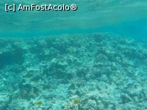 [P62] Paradise Island Plus - lumea subacvatică - snorkeling » foto by nicole33
 - 
<span class="allrVoted glyphicon glyphicon-heart hidden" id="av1028079"></span>
<a class="m-l-10 hidden" id="sv1028079" onclick="voting_Foto_DelVot(,1028079,371)" role="button">șterge vot <span class="glyphicon glyphicon-remove"></span></a>
<a id="v91028079" class=" c-red"  onclick="voting_Foto_SetVot(1028079)" role="button"><span class="glyphicon glyphicon-heart-empty"></span> <b>LIKE</b> = Votează poza</a> <img class="hidden"  id="f1028079W9" src="/imagini/loader.gif" border="0" /><span class="AjErrMes hidden" id="e1028079ErM"></span>