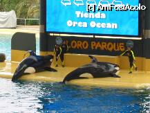 [P12] un spectacol superb.....orca ocean » foto by bryana
 - 
<span class="allrVoted glyphicon glyphicon-heart hidden" id="av20602"></span>
<a class="m-l-10 hidden" id="sv20602" onclick="voting_Foto_DelVot(,20602,405)" role="button">șterge vot <span class="glyphicon glyphicon-remove"></span></a>
<a id="v920602" class=" c-red"  onclick="voting_Foto_SetVot(20602)" role="button"><span class="glyphicon glyphicon-heart-empty"></span> <b>LIKE</b> = Votează poza</a> <img class="hidden"  id="f20602W9" src="/imagini/loader.gif" border="0" /><span class="AjErrMes hidden" id="e20602ErM"></span>