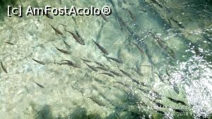 [P38] Parcul National Lacurile Plitvice.  » foto by Aurici
 - 
<span class="allrVoted glyphicon glyphicon-heart hidden" id="av1026551"></span>
<a class="m-l-10 hidden" id="sv1026551" onclick="voting_Foto_DelVot(,1026551,412)" role="button">șterge vot <span class="glyphicon glyphicon-remove"></span></a>
<a id="v91026551" class=" c-red"  onclick="voting_Foto_SetVot(1026551)" role="button"><span class="glyphicon glyphicon-heart-empty"></span> <b>LIKE</b> = Votează poza</a> <img class="hidden"  id="f1026551W9" src="/imagini/loader.gif" border="0" /><span class="AjErrMes hidden" id="e1026551ErM"></span>