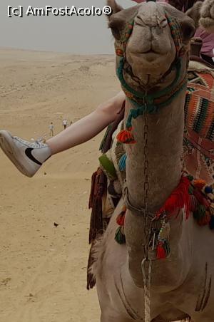 [P14] Plimbare cu camila in Cairo » foto by GoldenCris
 - 
<span class="allrVoted glyphicon glyphicon-heart hidden" id="av1368112"></span>
<a class="m-l-10 hidden" id="sv1368112" onclick="voting_Foto_DelVot(,1368112,418)" role="button">șterge vot <span class="glyphicon glyphicon-remove"></span></a>
<a id="v91368112" class=" c-red"  onclick="voting_Foto_SetVot(1368112)" role="button"><span class="glyphicon glyphicon-heart-empty"></span> <b>LIKE</b> = Votează poza</a> <img class="hidden"  id="f1368112W9" src="/imagini/loader.gif" border="0" /><span class="AjErrMes hidden" id="e1368112ErM"></span>