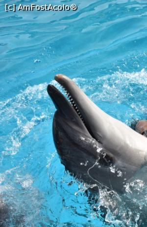 [P07] Sedinta foto delfini » foto by GoldenCris
 - 
<span class="allrVoted glyphicon glyphicon-heart hidden" id="av1368105"></span>
<a class="m-l-10 hidden" id="sv1368105" onclick="voting_Foto_DelVot(,1368105,418)" role="button">șterge vot <span class="glyphicon glyphicon-remove"></span></a>
<a id="v91368105" class=" c-red"  onclick="voting_Foto_SetVot(1368105)" role="button"><span class="glyphicon glyphicon-heart-empty"></span> <b>LIKE</b> = Votează poza</a> <img class="hidden"  id="f1368105W9" src="/imagini/loader.gif" border="0" /><span class="AjErrMes hidden" id="e1368105ErM"></span>