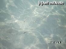 [P18] Cativa pesti vazuti de pe ponton » foto by naicul63
 - 
<span class="allrVoted glyphicon glyphicon-heart hidden" id="av216372"></span>
<a class="m-l-10 hidden" id="sv216372" onclick="voting_Foto_DelVot(,216372,422)" role="button">șterge vot <span class="glyphicon glyphicon-remove"></span></a>
<a id="v9216372" class=" c-red"  onclick="voting_Foto_SetVot(216372)" role="button"><span class="glyphicon glyphicon-heart-empty"></span> <b>LIKE</b> = Votează poza</a> <img class="hidden"  id="f216372W9" src="/imagini/loader.gif" border="0" /><span class="AjErrMes hidden" id="e216372ErM"></span>