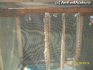 [P15] Tentacule de caracatita proaspata -un deliciu la gratar » foto by viorica purdel
 - 
<span class="allrVoted glyphicon glyphicon-heart hidden" id="av605606"></span>
<a class="m-l-10 hidden" id="sv605606" onclick="voting_Foto_DelVot(,605606,460)" role="button">șterge vot <span class="glyphicon glyphicon-remove"></span></a>
<a id="v9605606" class=" c-red"  onclick="voting_Foto_SetVot(605606)" role="button"><span class="glyphicon glyphicon-heart-empty"></span> <b>LIKE</b> = Votează poza</a> <img class="hidden"  id="f605606W9" src="/imagini/loader.gif" border="0" /><span class="AjErrMes hidden" id="e605606ErM"></span>