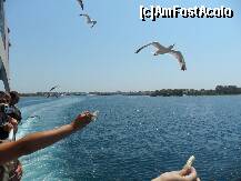 [P01] Hranind pescarusii in drum spre Thassos » foto by ufoman
 - 
<span class="allrVoted glyphicon glyphicon-heart hidden" id="av204036"></span>
<a class="m-l-10 hidden" id="sv204036" onclick="voting_Foto_DelVot(,204036,460)" role="button">șterge vot <span class="glyphicon glyphicon-remove"></span></a>
<a id="v9204036" class=" c-red"  onclick="voting_Foto_SetVot(204036)" role="button"><span class="glyphicon glyphicon-heart-empty"></span> <b>LIKE</b> = Votează poza</a> <img class="hidden"  id="f204036W9" src="/imagini/loader.gif" border="0" /><span class="AjErrMes hidden" id="e204036ErM"></span>