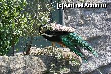 [P18] Schonbrunn - Gradina zoologica » foto by IUBONI
 - 
<span class="allrVoted glyphicon glyphicon-heart hidden" id="av92497"></span>
<a class="m-l-10 hidden" id="sv92497" onclick="voting_Foto_DelVot(,92497,461)" role="button">șterge vot <span class="glyphicon glyphicon-remove"></span></a>
<a id="v992497" class=" c-red"  onclick="voting_Foto_SetVot(92497)" role="button"><span class="glyphicon glyphicon-heart-empty"></span> <b>LIKE</b> = Votează poza</a> <img class="hidden"  id="f92497W9" src="/imagini/loader.gif" border="0" /><span class="AjErrMes hidden" id="e92497ErM"></span>