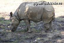 [P20] Schonbrunn - Gradina zoologica. Rinocerul cu 'armura' lui venita din alta epoca a omenirii. » foto by IUBONI
 - 
<span class="allrVoted glyphicon glyphicon-heart hidden" id="av92499"></span>
<a class="m-l-10 hidden" id="sv92499" onclick="voting_Foto_DelVot(,92499,461)" role="button">șterge vot <span class="glyphicon glyphicon-remove"></span></a>
<a id="v992499" class=" c-red"  onclick="voting_Foto_SetVot(92499)" role="button"><span class="glyphicon glyphicon-heart-empty"></span> <b>LIKE</b> = Votează poza</a> <img class="hidden"  id="f92499W9" src="/imagini/loader.gif" border="0" /><span class="AjErrMes hidden" id="e92499ErM"></span>