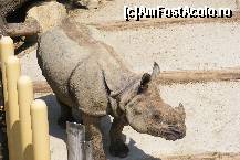 [P21] Schonbrunn - Gradina zoologica. Rinocerul a plecat la plimbare. » foto by IUBONI
 - 
<span class="allrVoted glyphicon glyphicon-heart hidden" id="av92501"></span>
<a class="m-l-10 hidden" id="sv92501" onclick="voting_Foto_DelVot(,92501,461)" role="button">șterge vot <span class="glyphicon glyphicon-remove"></span></a>
<a id="v992501" class=" c-red"  onclick="voting_Foto_SetVot(92501)" role="button"><span class="glyphicon glyphicon-heart-empty"></span> <b>LIKE</b> = Votează poza</a> <img class="hidden"  id="f92501W9" src="/imagini/loader.gif" border="0" /><span class="AjErrMes hidden" id="e92501ErM"></span>