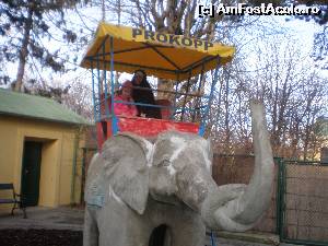 [P05] Pe vremea aia nici nu visam, ca intr-o zi o sa calarim un elefant adevarat » foto by robert
 - 
<span class="allrVoted glyphicon glyphicon-heart hidden" id="av584761"></span>
<a class="m-l-10 hidden" id="sv584761" onclick="voting_Foto_DelVot(,584761,461)" role="button">șterge vot <span class="glyphicon glyphicon-remove"></span></a>
<a id="v9584761" class=" c-red"  onclick="voting_Foto_SetVot(584761)" role="button"><span class="glyphicon glyphicon-heart-empty"></span> <b>LIKE</b> = Votează poza</a> <img class="hidden"  id="f584761W9" src="/imagini/loader.gif" border="0" /><span class="AjErrMes hidden" id="e584761ErM"></span>