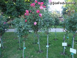 [P31] Trandafiri la intrarea in parc.  » foto by liviu49
 - 
<span class="allrVoted glyphicon glyphicon-heart hidden" id="av622503"></span>
<a class="m-l-10 hidden" id="sv622503" onclick="voting_Foto_DelVot(,622503,461)" role="button">șterge vot <span class="glyphicon glyphicon-remove"></span></a>
<a id="v9622503" class=" c-red"  onclick="voting_Foto_SetVot(622503)" role="button"><span class="glyphicon glyphicon-heart-empty"></span> <b>LIKE</b> = Votează poza</a> <img class="hidden"  id="f622503W9" src="/imagini/loader.gif" border="0" /><span class="AjErrMes hidden" id="e622503ErM"></span>