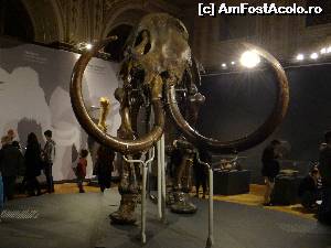 [P46] Naturhistorisches Museum - expoziția temporară de mamuți » foto by Camelia19
 - 
<span class="allrVoted glyphicon glyphicon-heart hidden" id="av601100"></span>
<a class="m-l-10 hidden" id="sv601100" onclick="voting_Foto_DelVot(,601100,461)" role="button">șterge vot <span class="glyphicon glyphicon-remove"></span></a>
<a id="v9601100" class=" c-red"  onclick="voting_Foto_SetVot(601100)" role="button"><span class="glyphicon glyphicon-heart-empty"></span> <b>LIKE</b> = Votează poza</a> <img class="hidden"  id="f601100W9" src="/imagini/loader.gif" border="0" /><span class="AjErrMes hidden" id="e601100ErM"></span>