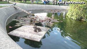[P52 <small>[2007]</small>] Volksgarten - locatarii fântânii. Cineva s-a preocupat să le creeze toate facilitățile, prin urmare nu e vorba de o ședere clandestină :)  » foto by Camelia19
 - 
<span class="allrVoted glyphicon glyphicon-heart hidden" id="av601106"></span>
<a class="m-l-10 hidden" id="sv601106" onclick="voting_Foto_DelVot(,601106,461)" role="button">șterge vot <span class="glyphicon glyphicon-remove"></span></a>
<a id="v9601106" class=" c-red"  onclick="voting_Foto_SetVot(601106)" role="button"><span class="glyphicon glyphicon-heart-empty"></span> <b>LIKE</b> = Votează poza</a> <img class="hidden"  id="f601106W9" src="/imagini/loader.gif" border="0" /><span class="AjErrMes hidden" id="e601106ErM"></span>