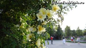 [P54 <small>[2007]</small>] Volksgarten în luna florilor » foto by Camelia19
 - 
<span class="allrVoted glyphicon glyphicon-heart hidden" id="av601108"></span>
<a class="m-l-10 hidden" id="sv601108" onclick="voting_Foto_DelVot(,601108,461)" role="button">șterge vot <span class="glyphicon glyphicon-remove"></span></a>
<a id="v9601108" class=" c-red"  onclick="voting_Foto_SetVot(601108)" role="button"><span class="glyphicon glyphicon-heart-empty"></span> <b>LIKE</b> = Votează poza</a> <img class="hidden"  id="f601108W9" src="/imagini/loader.gif" border="0" /><span class="AjErrMes hidden" id="e601108ErM"></span>