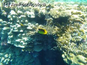 [P52] O vacanţă de relaxare - la snorkeling » foto by nicole33
 - 
<span class="allrVoted glyphicon glyphicon-heart hidden" id="av1091206"></span>
<a class="m-l-10 hidden" id="sv1091206" onclick="voting_Foto_DelVot(,1091206,48)" role="button">șterge vot <span class="glyphicon glyphicon-remove"></span></a>
<a id="v91091206" class=" c-red"  onclick="voting_Foto_SetVot(1091206)" role="button"><span class="glyphicon glyphicon-heart-empty"></span> <b>LIKE</b> = Votează poza</a> <img class="hidden"  id="f1091206W9" src="/imagini/loader.gif" border="0" /><span class="AjErrMes hidden" id="e1091206ErM"></span>