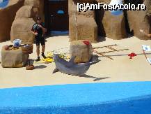 [P11] Tot un 'flash' din show-ul cu delfini de la Marineland » foto by ileanaxperta*
 - 
<span class="allrVoted glyphicon glyphicon-heart hidden" id="av19691"></span>
<a class="m-l-10 hidden" id="sv19691" onclick="voting_Foto_DelVot(,19691,480)" role="button">șterge vot <span class="glyphicon glyphicon-remove"></span></a>
<a id="v919691" class=" c-red"  onclick="voting_Foto_SetVot(19691)" role="button"><span class="glyphicon glyphicon-heart-empty"></span> <b>LIKE</b> = Votează poza</a> <img class="hidden"  id="f19691W9" src="/imagini/loader.gif" border="0" /><span class="AjErrMes hidden" id="e19691ErM"></span>