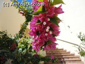 [P01] Bouganvillea de Creta.  » foto by maryka
 - 
<span class="allrVoted glyphicon glyphicon-heart hidden" id="av749322"></span>
<a class="m-l-10 hidden" id="sv749322" onclick="voting_Foto_DelVot(,749322,481)" role="button">șterge vot <span class="glyphicon glyphicon-remove"></span></a>
<a id="v9749322" class=" c-red"  onclick="voting_Foto_SetVot(749322)" role="button"><span class="glyphicon glyphicon-heart-empty"></span> <b>LIKE</b> = Votează poza</a> <img class="hidden"  id="f749322W9" src="/imagini/loader.gif" border="0" /><span class="AjErrMes hidden" id="e749322ErM"></span>