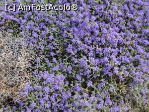 [P14] Oregano înflorit.  » foto by maryka
 - 
<span class="allrVoted glyphicon glyphicon-heart hidden" id="av749335"></span>
<a class="m-l-10 hidden" id="sv749335" onclick="voting_Foto_DelVot(,749335,481)" role="button">șterge vot <span class="glyphicon glyphicon-remove"></span></a>
<a id="v9749335" class=" c-red"  onclick="voting_Foto_SetVot(749335)" role="button"><span class="glyphicon glyphicon-heart-empty"></span> <b>LIKE</b> = Votează poza</a> <img class="hidden"  id="f749335W9" src="/imagini/loader.gif" border="0" /><span class="AjErrMes hidden" id="e749335ErM"></span>