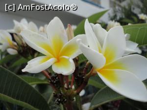 P29 [JUN-2016] Flori de ficus. 