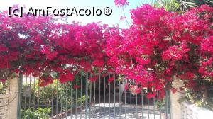 [P01] Bougainvillea de Creta lângă Votsalo Taverna din Istron Bay » foto by irinad
 - 
<span class="allrVoted glyphicon glyphicon-heart hidden" id="av743396"></span>
<a class="m-l-10 hidden" id="sv743396" onclick="voting_Foto_DelVot(,743396,481)" role="button">șterge vot <span class="glyphicon glyphicon-remove"></span></a>
<a id="v9743396" class=" c-red"  onclick="voting_Foto_SetVot(743396)" role="button"><span class="glyphicon glyphicon-heart-empty"></span> <b>LIKE</b> = Votează poza</a> <img class="hidden"  id="f743396W9" src="/imagini/loader.gif" border="0" /><span class="AjErrMes hidden" id="e743396ErM"></span>