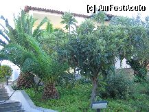[P02] Vegetatia din curtea hotelului » foto by geocosma
 - 
<span class="allrVoted glyphicon glyphicon-heart hidden" id="av1393"></span>
<a class="m-l-10 hidden" id="sv1393" onclick="voting_Foto_DelVot(,1393,536)" role="button">șterge vot <span class="glyphicon glyphicon-remove"></span></a>
<a id="v91393" class=" c-red"  onclick="voting_Foto_SetVot(1393)" role="button"><span class="glyphicon glyphicon-heart-empty"></span> <b>LIKE</b> = Votează poza</a> <img class="hidden"  id="f1393W9" src="/imagini/loader.gif" border="0" /><span class="AjErrMes hidden" id="e1393ErM"></span>