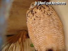[P04] O mica bufnita care statea somnoroasa. » foto by Utube
 - 
<span class="allrVoted glyphicon glyphicon-heart hidden" id="av155202"></span>
<a class="m-l-10 hidden" id="sv155202" onclick="voting_Foto_DelVot(,155202,557)" role="button">șterge vot <span class="glyphicon glyphicon-remove"></span></a>
<a id="v9155202" class=" c-red"  onclick="voting_Foto_SetVot(155202)" role="button"><span class="glyphicon glyphicon-heart-empty"></span> <b>LIKE</b> = Votează poza</a> <img class="hidden"  id="f155202W9" src="/imagini/loader.gif" border="0" /><span class="AjErrMes hidden" id="e155202ErM"></span>