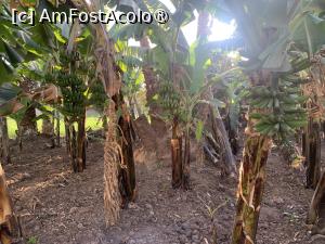 [P80] Banana Island,plantația » foto by AZE
 - 
<span class="allrVoted glyphicon glyphicon-heart hidden" id="av1418437"></span>
<a class="m-l-10 hidden" id="sv1418437" onclick="voting_Foto_DelVot(,1418437,566)" role="button">șterge vot <span class="glyphicon glyphicon-remove"></span></a>
<a id="v91418437" class=" c-red"  onclick="voting_Foto_SetVot(1418437)" role="button"><span class="glyphicon glyphicon-heart-empty"></span> <b>LIKE</b> = Votează poza</a> <img class="hidden"  id="f1418437W9" src="/imagini/loader.gif" border="0" /><span class="AjErrMes hidden" id="e1418437ErM"></span>
