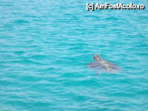[P01] Caretta-Caretta » foto by Quasimodo
 - 
<span class="allrVoted glyphicon glyphicon-heart hidden" id="av450841"></span>
<a class="m-l-10 hidden" id="sv450841" onclick="voting_Foto_DelVot(,450841,640)" role="button">șterge vot <span class="glyphicon glyphicon-remove"></span></a>
<a id="v9450841" class=" c-red"  onclick="voting_Foto_SetVot(450841)" role="button"><span class="glyphicon glyphicon-heart-empty"></span> <b>LIKE</b> = Votează poza</a> <img class="hidden"  id="f450841W9" src="/imagini/loader.gif" border="0" /><span class="AjErrMes hidden" id="e450841ErM"></span>
